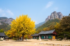 주왕산 단풍 현황 - 팝코넷 | 포토 갤러리 주왕산 단풍 현황