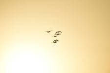 오리 날다 - 팝코넷 | 포토 갤러리 오리 날다