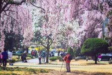 국립서울현충원의 봄 - 팝코넷 | 포토 갤러리 국립서울현충원의 봄