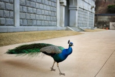 공작의 탈영 - 팝코넷 | 포토 갤러리 공작의 탈영