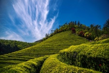 보성다원 - 팝코넷 | 포토 갤러리 보성다원