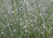 Morning Dew, ( 아침이슬) - 팝코넷 | 포토 갤러리 Morning Dew, ( 아침이슬)