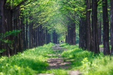 초록의 메타길 - 팝코넷 | 포토 갤러리 초록의 메타길
