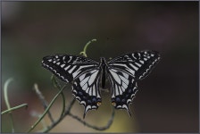 나비 - 팝코넷 | 포토 갤러리 나비