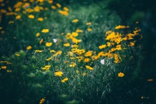 꽃과 나비 - 팝코넷 | 포토 갤러리 꽃과 나비