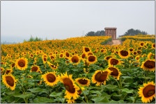 함안 해바라기 마을 - 팝코넷 | 포토 갤러리 함안 해바라기 마을