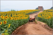 함안 해바라기 마을 - 팝코넷 | 포토 갤러리 함안 해바라기 마을