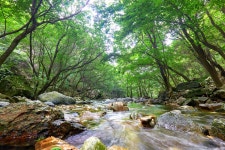 지난 주말 유명산 계곡 - 팝코넷 | 포토 갤러리 지난 주말 유명산 계곡