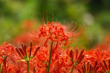 오륙도 해맞이공원 꽃무릇 - 팝코넷 | 포토 갤러리 오륙도 해맞이공원 꽃무릇