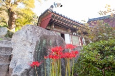 김해 은하사 꽃무릇 - 팝코넷 | 포토 갤러리 김해 은하사 꽃무릇