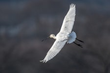 하얀 날개 - 팝코넷 | 포토 갤러리 하얀 날개