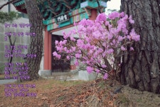 봄이 오는 길목에서 - 팝코넷 | 포토 갤러리 봄이 오는 길목에서