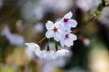 하양 - 팝코넷 | 포토 갤러리 하양