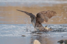 참매의 오리사냥 - 팝코넷 | 포토 갤러리 참매의 오리사냥