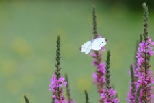 부처꽃과 나비 - 팝코넷 | 포토 갤러리 부처꽃과 나비