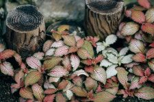 대전 한밭수목원 열대식물원 - 팝코넷 | 포토 갤러리 대전 한밭수목원 열대식물원