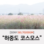 [SEL70200GM] 대구 하중도의 코스모스밭 풍경 - 팝코넷 | 포토 갤러리 [SEL70200GM] 대구 하중도의 코스모스밭 풍경
