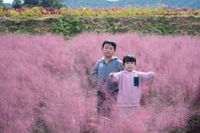 양주 나리공원 핑크뮬리 밭에서~~ - 팝코넷 | 포토 갤러리 양주 나리공원 핑크뮬리 밭에서~~