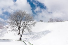 춘삼월의 양떼목장... - 팝코넷 | 포토 갤러리 춘삼월의 양떼목장...