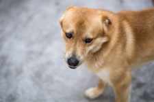 놀아줘 주인님 - 팝코넷 | 포토 갤러리 놀아줘 주인님