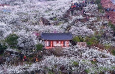 매화마을 - 팝코넷 | 포토 갤러리 매화마을
