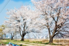 논두렁 사이 벚꽃 - 팝코넷 | 포토 갤러리 논두렁 사이 벚꽃