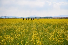 대저 생태공원 유채밭 - 팝코넷 | 포토 갤러리 대저 생태공원 유채밭