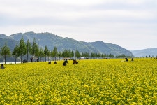 남지 유채받 - 팝코넷 | 포토 갤러리 남지 유채받