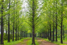 메타세콰이어 길 - 팝코넷 | 포토 갤러리 메타세콰이어 길