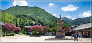 표충사의 여름 - 팝코넷 | 포토 갤러리 표충사의 여름