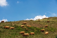 목장의 풍경 - 팝코넷 | 포토 갤러리 목장의 풍경