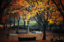 가을 공원 - 팝코넷 | 포토 갤러리 가을 공원