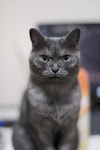 우리집 고양이 - 팝코넷 | 포토 갤러리 우리집 고양이