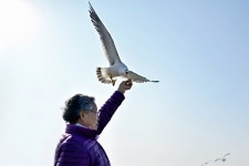 당신을 갈매기 수호천사로 인정합니다.!! - 팝코넷 | 포토 갤러리 당신을 갈매기 수호천사로 인정합니다.!!