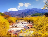 구례산수유 마을 - 팝코넷 | 포토 갤러리 구례산수유 마을