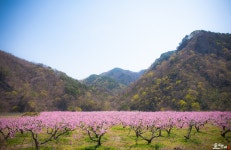 꽃피는 산골 - 팝코넷 | 포토 갤러리 꽃피는 산골