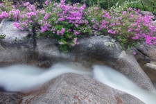 계곡의 봄 - 팝코넷 | 포토 갤러리 계곡의 봄