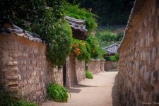 남평문씨 세거지 능소화 소식 - 팝코넷 | 포토 갤러리 남평문씨 세거지 능소화 소식