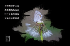 나비양 청산가자 - 팝코넷 | 포토 갤러리 나비양 청산가자