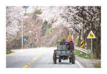 벚꽃 길. - 팝코넷 | 포토 갤러리 벚꽃 길.