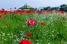 꽃양귀비 만발한 물의정원 - 팝코넷 | 포토 갤러리 꽃양귀비 만발한 물의정원
