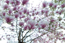 담장 넘어로.... - 팝코넷 | 포토 갤러리 담장 넘어로....