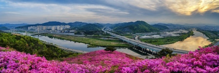 서대구IC 연산홍 - 팝코넷 | 포토 갤러리 서대구IC 연산홍