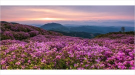 천상의 화원 - 팝코넷 | 포토 갤러리 천상의 화원