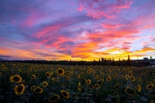 해바라기가 있는 일몰 - 팝코넷 | 포토 갤러리 해바라기가 있는 일몰