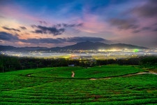 영암녹차밭 - 팝코넷 | 포토 갤러리 영암녹차밭