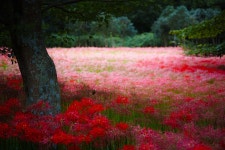 선운사의 꽃무릇 - 팝코넷 | 포토 갤러리 선운사의 꽃무릇