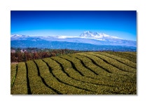 도순다원 - 팝코넷 | 포토 갤러리 도순다원