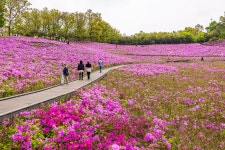 불암산 철쭉동산 - 팝코넷 | 포토 갤러리 불암산 철쭉동산