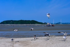 영흥도 조개잡이 체험 - 팝코넷 | 포토 갤러리 영흥도 조개잡이 체험